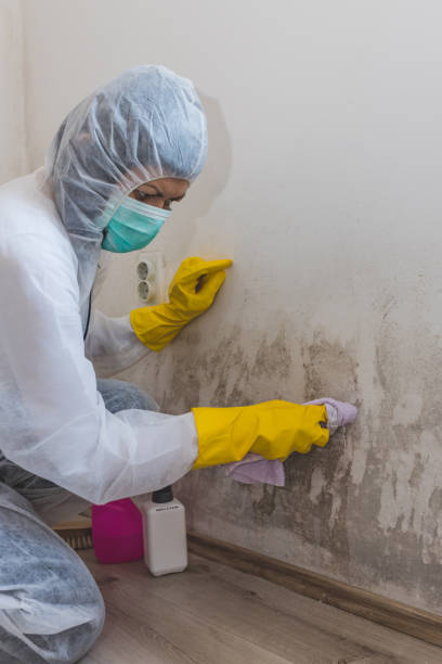 Mold Documentation for Insurance Claims